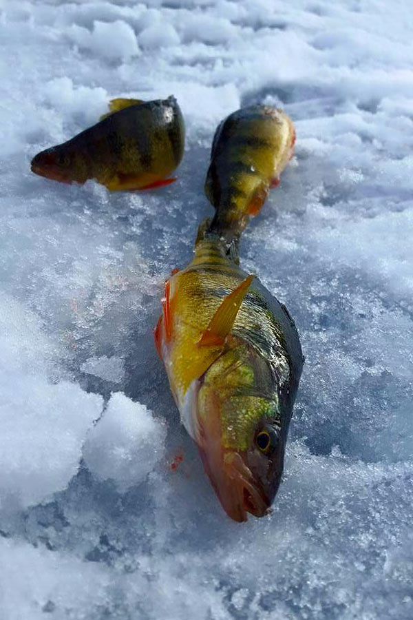 Musky Shop Northwoods Fishing Report: Late February