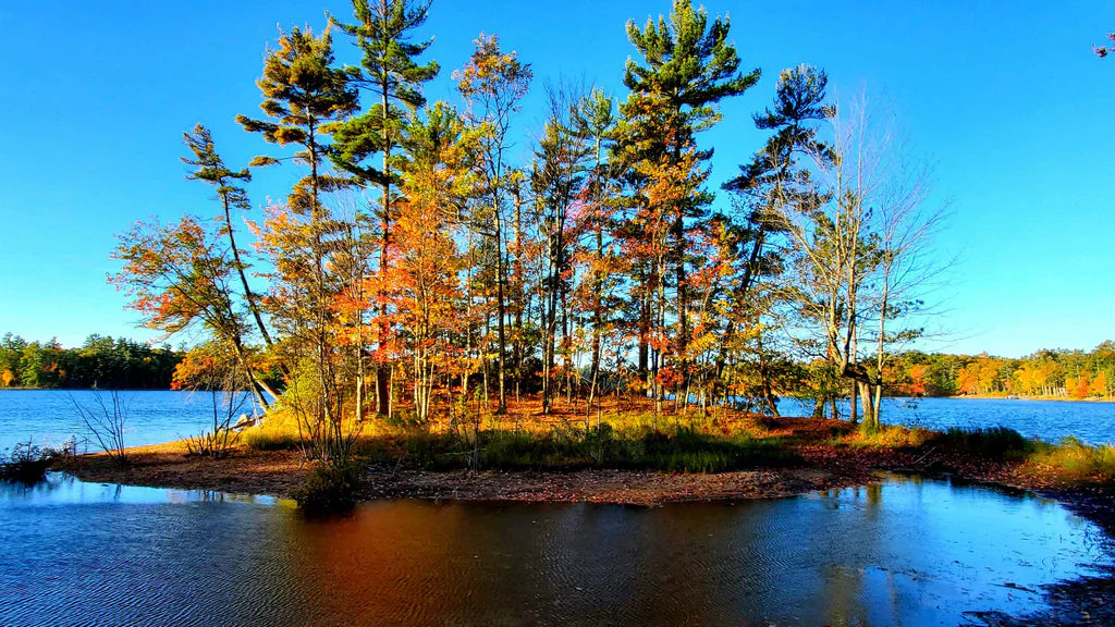 Essential Tips for the Fall Transition Season