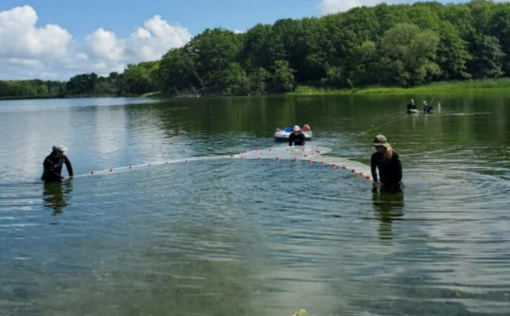 Alarming muskie decline in the St. Lawrence River: Invasive fish species, virus could be contributing