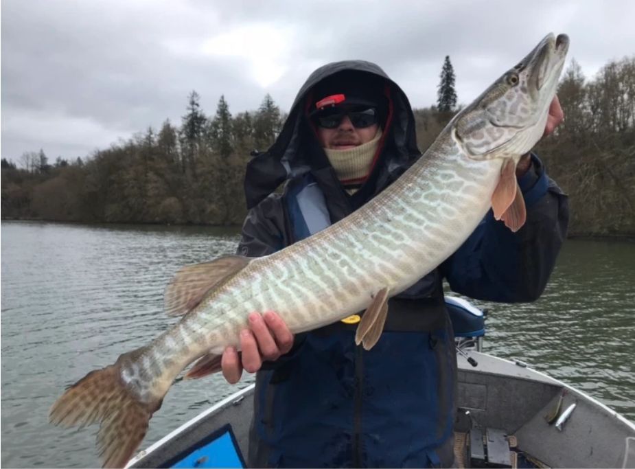 Tiger Muskies of the Pacific Northwest are Desperate for Anglers