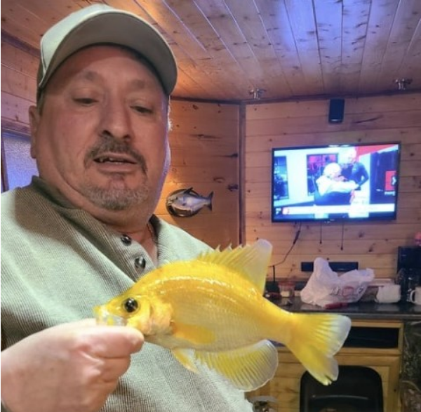 Ice Fisherman Lands Rare Golden Crappie