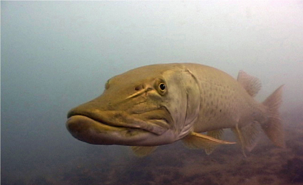 I Speak for the Fish: Meeting the mysterious muskie