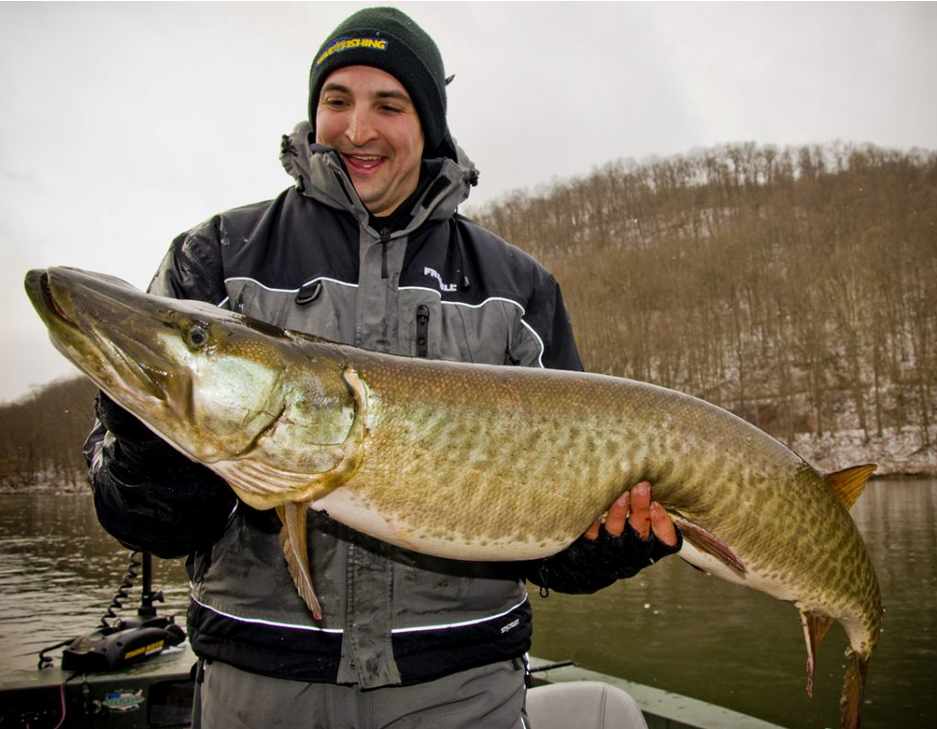 The Northeast's Native Muskies  Musky Shop