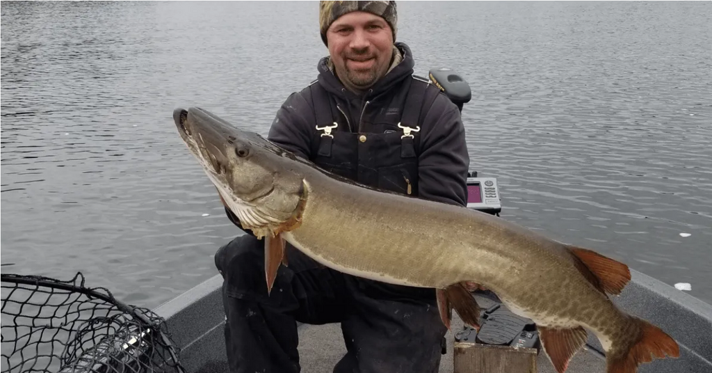 Muskie vs Northern Pike: How These Apex Predators Compare – Musky Shop