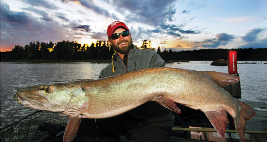 Lake of the Woods Muskie Trends, Tactics & Threats
