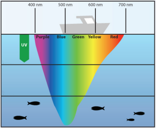 What Colors Do Muskie See