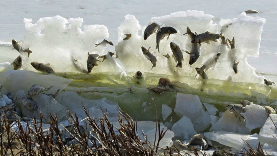 Do you ever wonder what happens to the fish in a frozen lake?
