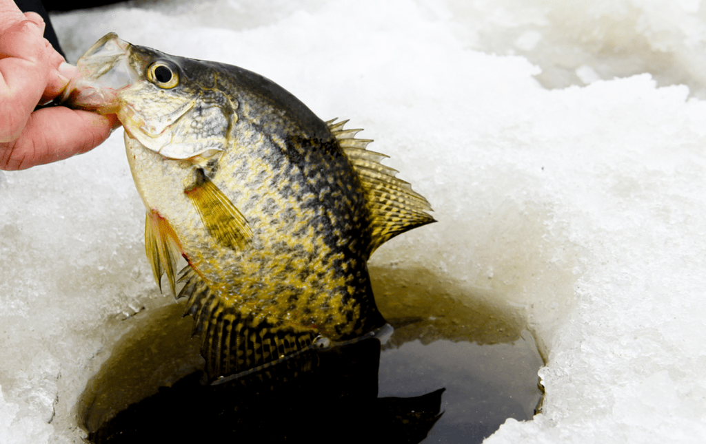 Northwoods Fishing Report: Early April (Spring)