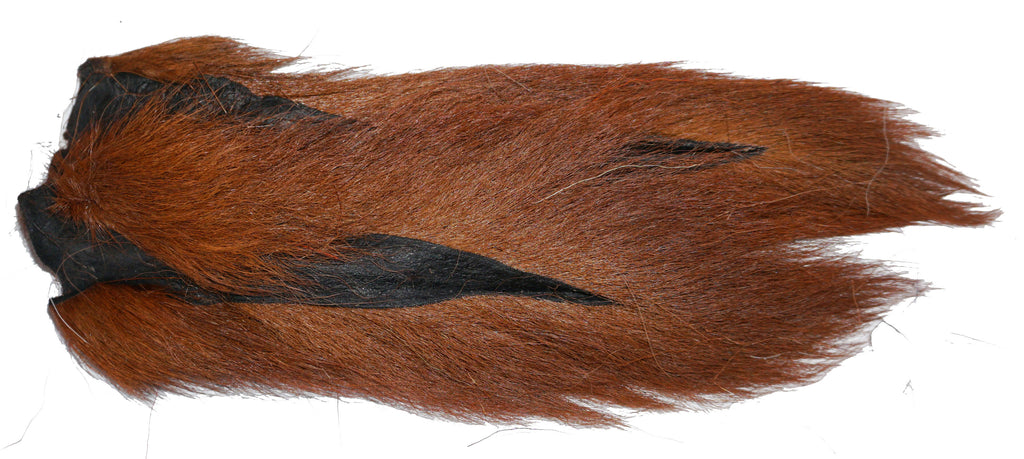 Northern Deer Tails