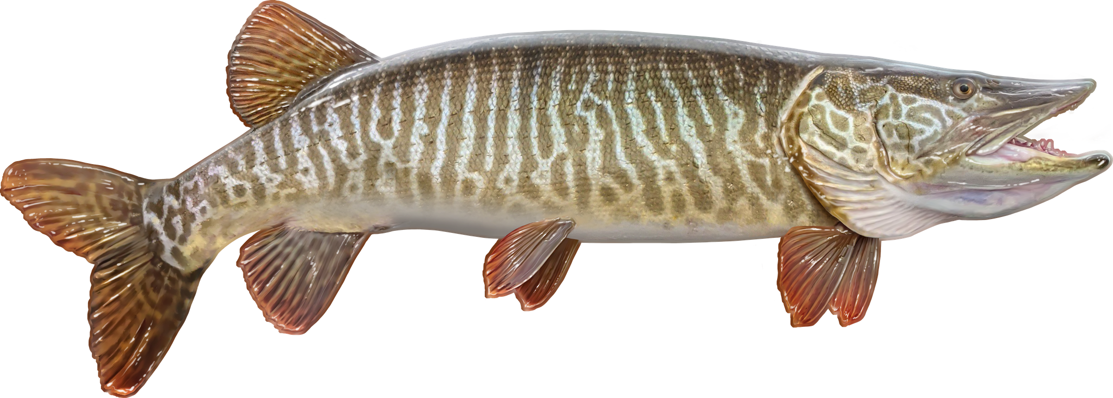 Gizmoplans Trophy Musky Wall Art – Musky Shop