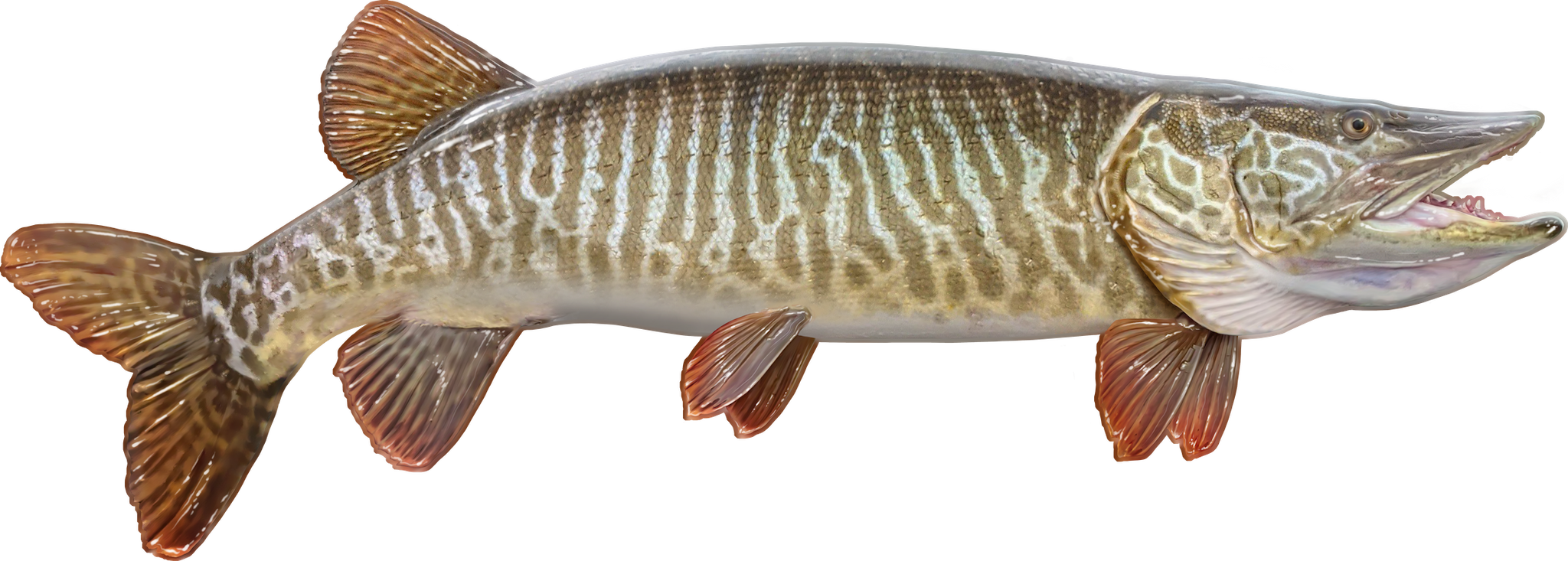 Muskie Sketch